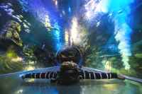 View at SEA LIFE Birmingham aquarium