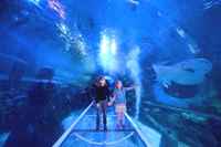 Kids enjoying shark display at SEA LIFE Birmingham 