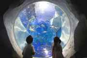 SEA LIFE Birmingham little girl finding nemo fish